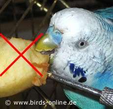 Obst ist verboten