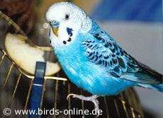 Frischkost ist gesund
