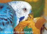Frisches Obst ist gesund