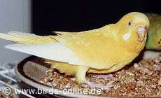 Gro&szlig;e Futtermenge