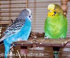 Pummelige Stubenhocker