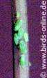 Greenflies