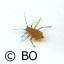 Greenfly