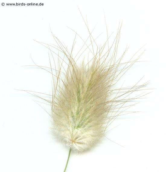 Hasenschw�nzchen