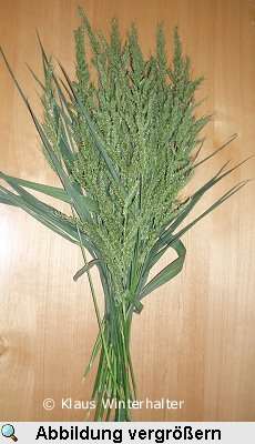 H�hnerhirse