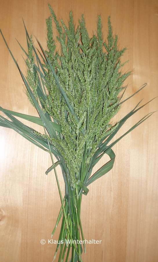 Barnyard grass