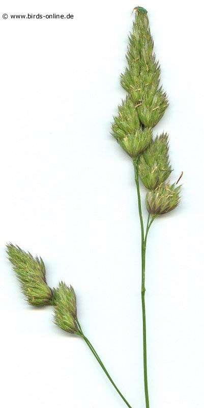 Orchard grass