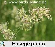 Orchard grass