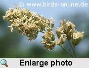 Orchard grass