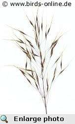 Poverty brome