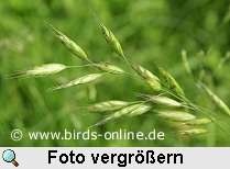 Weiche Trespe