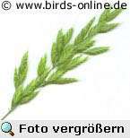 Weiche Trespe