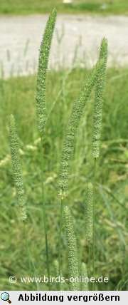 Wiesen-Lieschgras (Timotheegras)