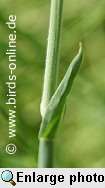 Velvet grass, stem
