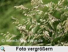 Wolliges Honiggras