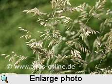 Velvet grass