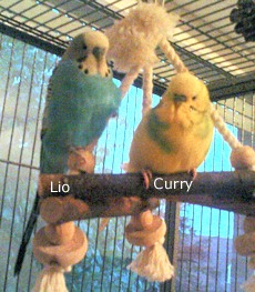 Lio und Curry