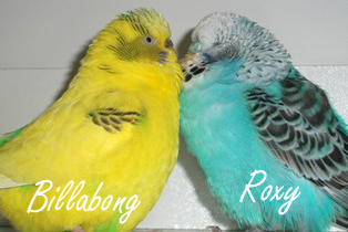 Roxy and her beloved friend Billabong