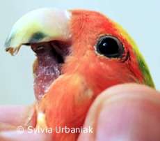 Birds Online - Health and diseases - Other diseases - Broken beak