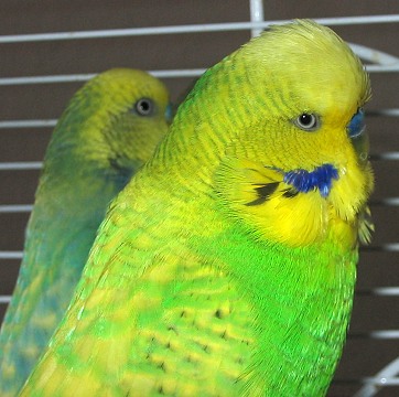 Gek�mmte Kehltupfen