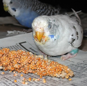 Hirse f�r Tierheim-Wellis