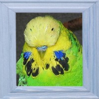 Satyr Gro�kehlflecken