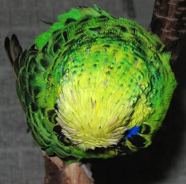 Mauserstoppeln als Hingucker