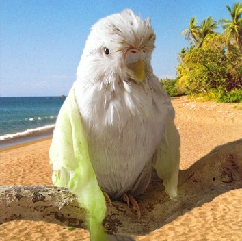 Schultertuch 'Salad'