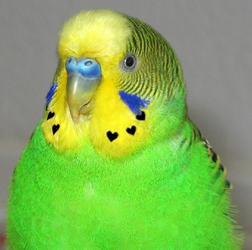 Verliebt, verliebt, verliebt!