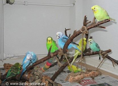 Kleiner Schwarm