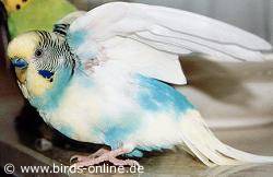 Osiris ist gelandet