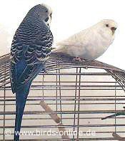 Ramses und Paula treffen sich