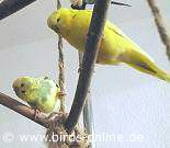Rbe und Sammy