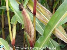 Maiskolben an einer Maispflanze