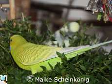 Fresh thyme is very tasty