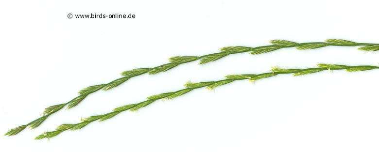 Deutsches Weidelgras