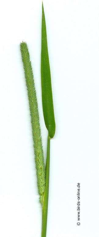 Wiesen-Lieschgras (Timotheegras)