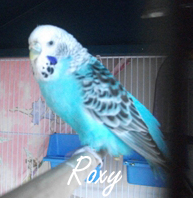 Roxy