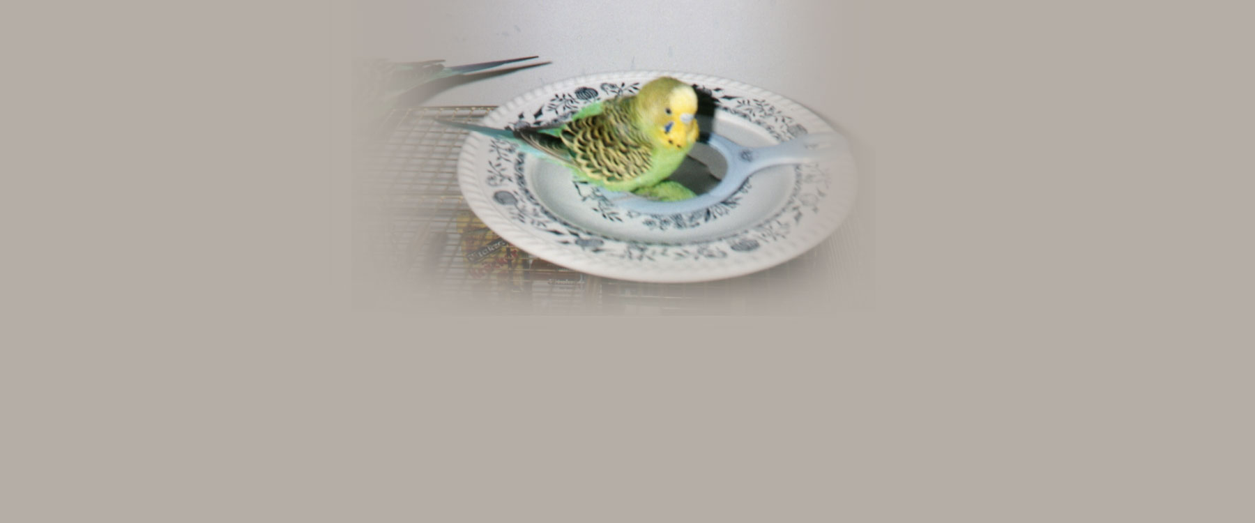 Ceti † Birds Online