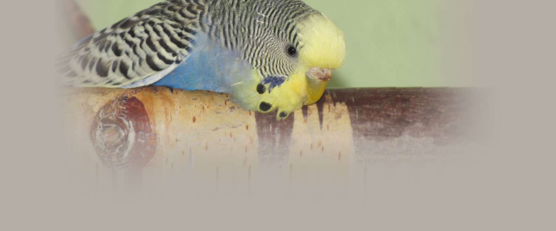 Chandra † Birds Online