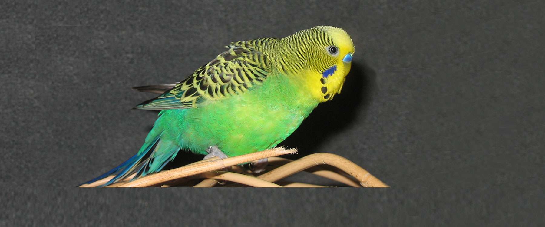 Bubi † Birds Online