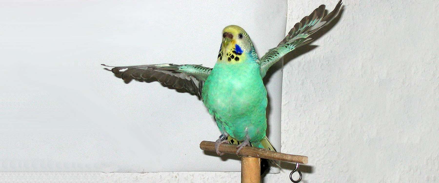 Cordelia † Birds Online