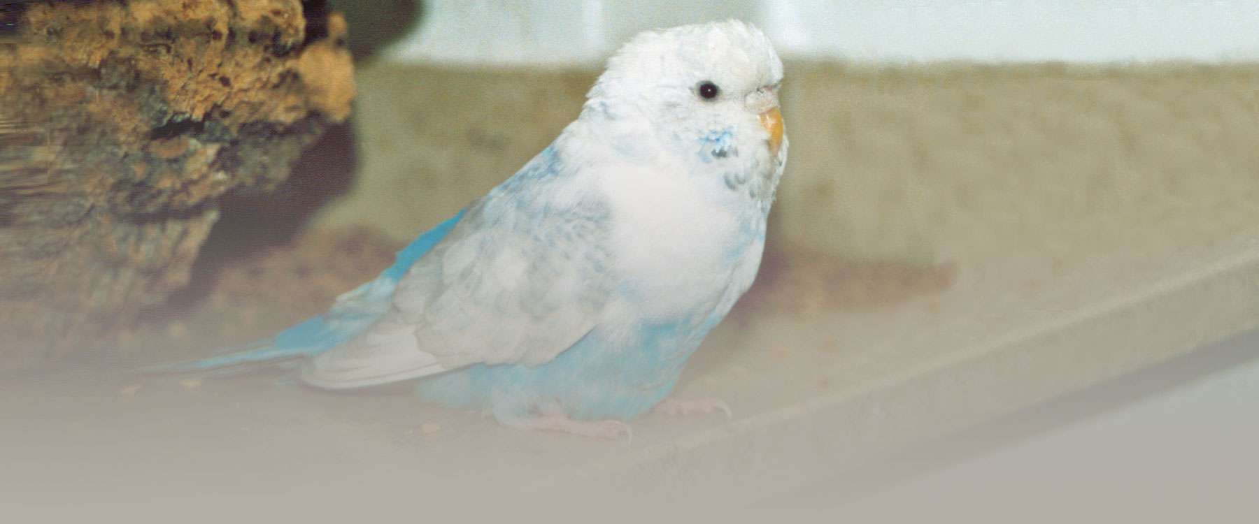 Dione † Birds Online