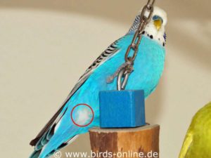 Budgies have soft and white (or gray) feathers around the cloaca.