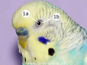 Das Auge eines Wellensittichs: 1a ist die Pupille, 1b ist der Irisring