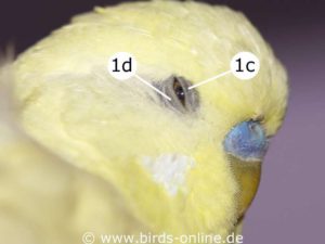 Here you can see the upper eyelid (1c) and the lower eyelid (1d) of a budgie.