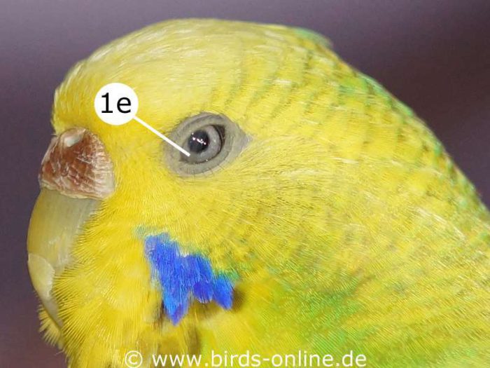 Als feiner, transparenter und leicht grau gefärbter Schleier ist die Nickhaut (1f) zu sehen