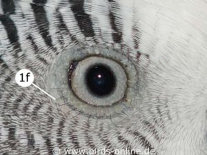 There are tiny feather-like objects at the edges of the eyelids that look like lashes (1f).