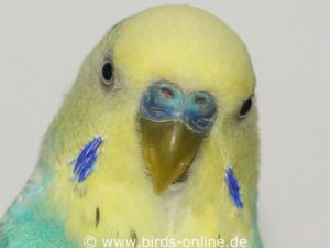 The cornea can be seen as a bulge at the bird's eye. It is smooth and transparent in healthy animals.