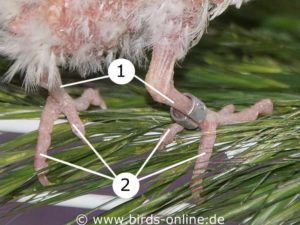Here you can see the Tarsometatarsus (1) and some toes (2) of a budgie.